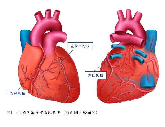 心臓を栄養する冠動脈